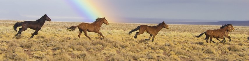 Horses Running in the Fields of Nevada - CarDonations4Cancer.org