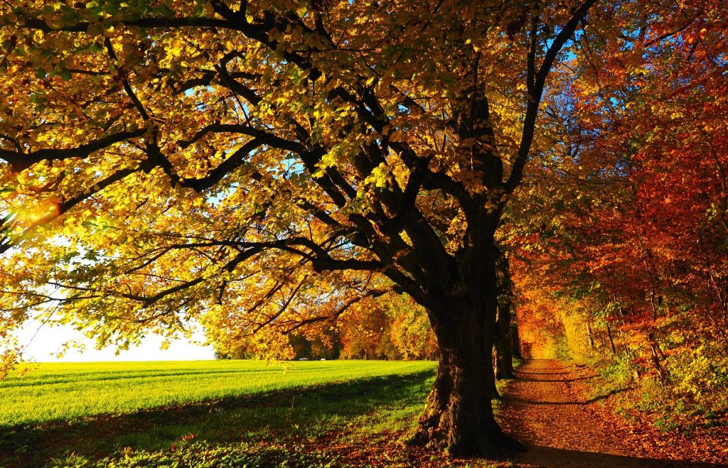 Trees During Fall Season | Breast Cancer Car Donations