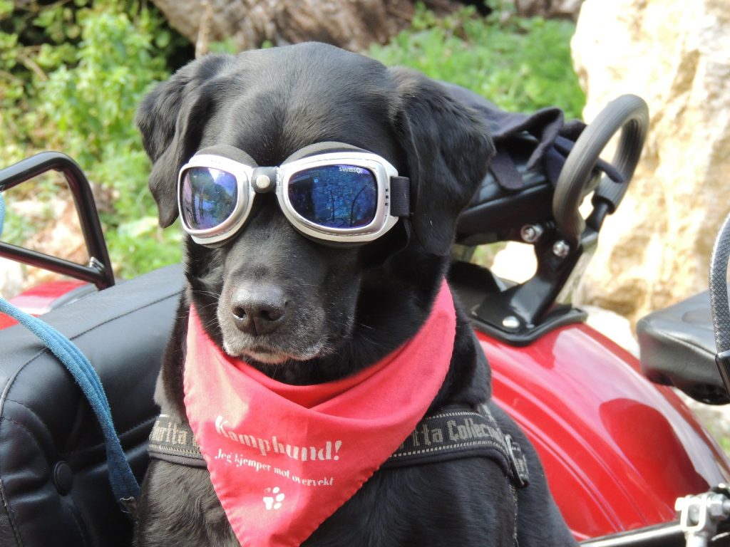 Dog Driver | Breast Cancer Car Donations