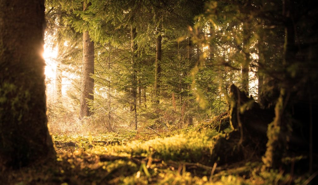 Morning Spring on a Forest | Breast Cancer Car Donations