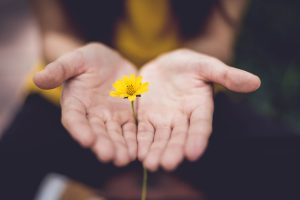Giving a Yellow Flower | Breast Cancer Car Donations