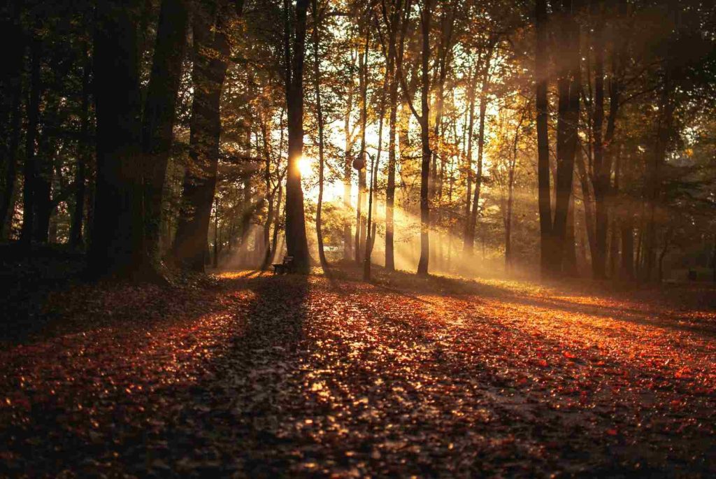 Morning in Autumn | Breast Cancer Car Donations