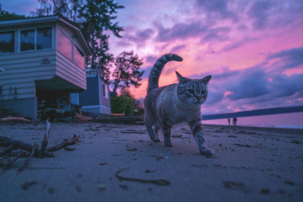 Cat Walking on a Beach | Breast Cancer Car Donations