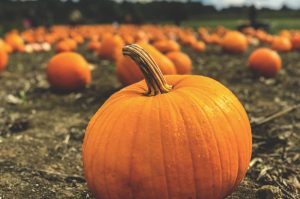 Pumpkin Patch in Daytime | Breast Cancer Car Donations