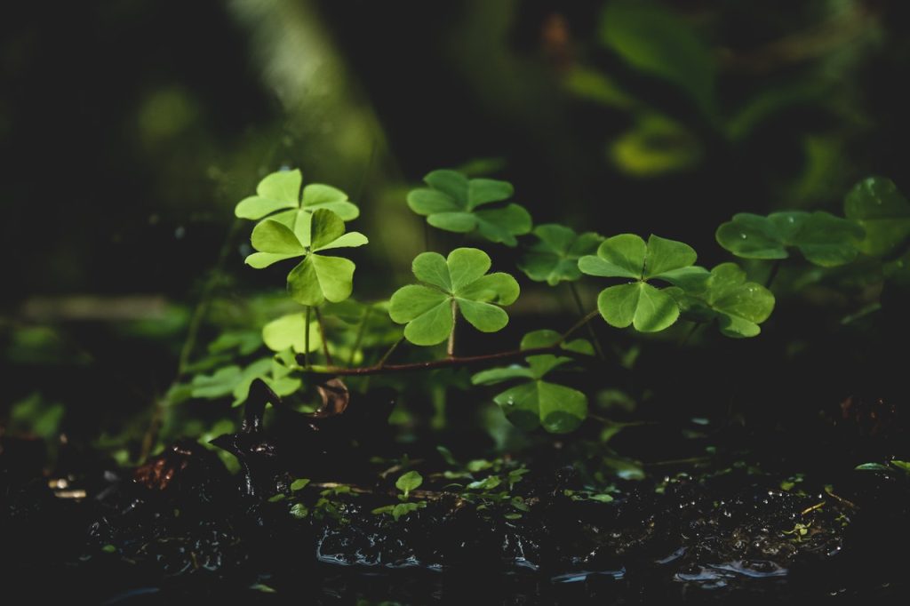 Green Clover Plants on Soil | Breast Cancer Car Donations