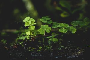 Green Clover Plants on Soil | Breast Cancer Car Donations
