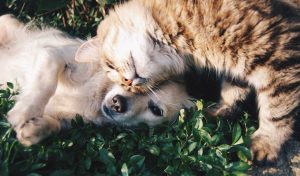Pets on the Ground | Breast Cancer Car Donations