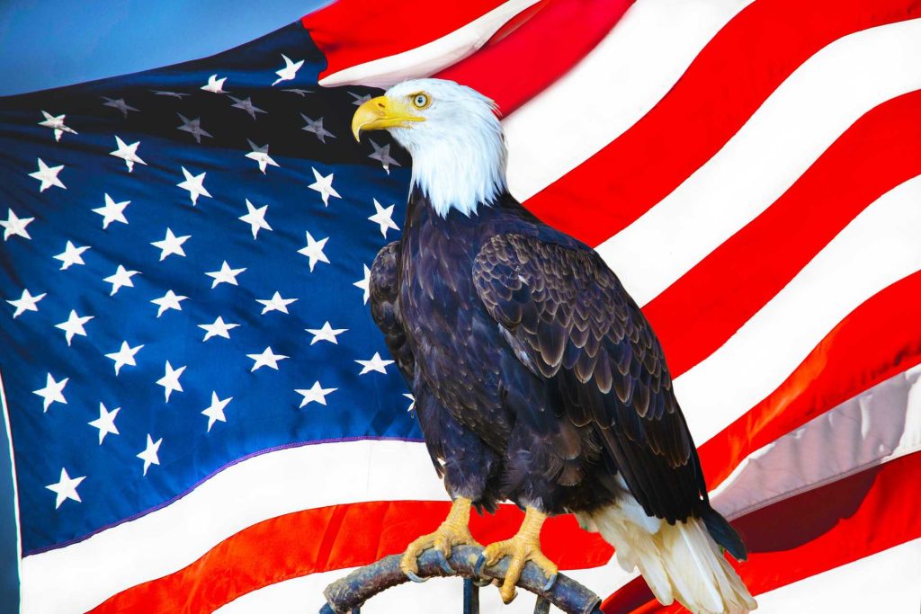 American Bald Eagle and the US Flag | Breast Cancer Car Donations