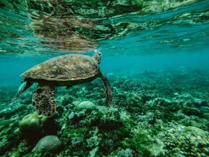 Wonderful Life Under the Ocean | Breast Cancer Car Donations