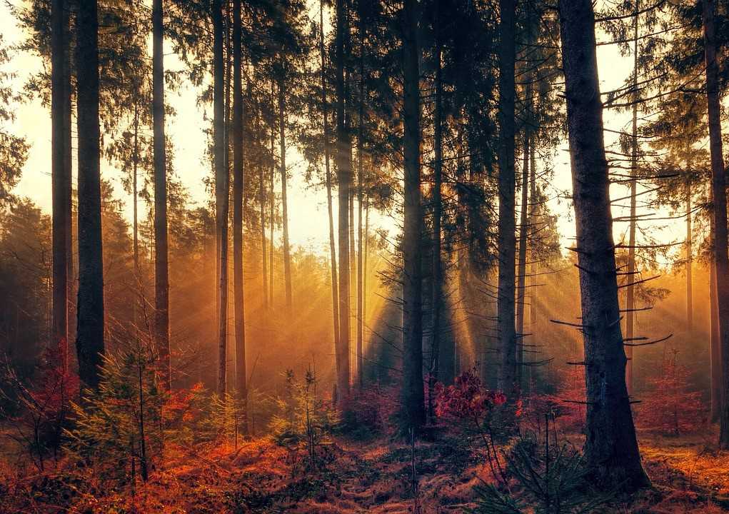 Autumn Morning in the Woods | Breast Cancer Car Donations