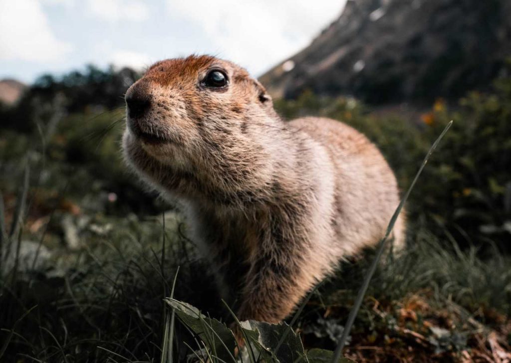 Groundhog Day on February 2nd | Breast Cancer Car Donations