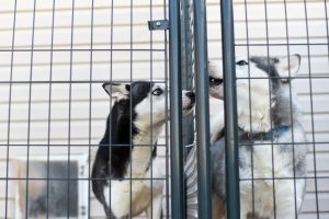 Reasons for Giving a Shelter Animal a Home | Breast Cancer Car Donations
