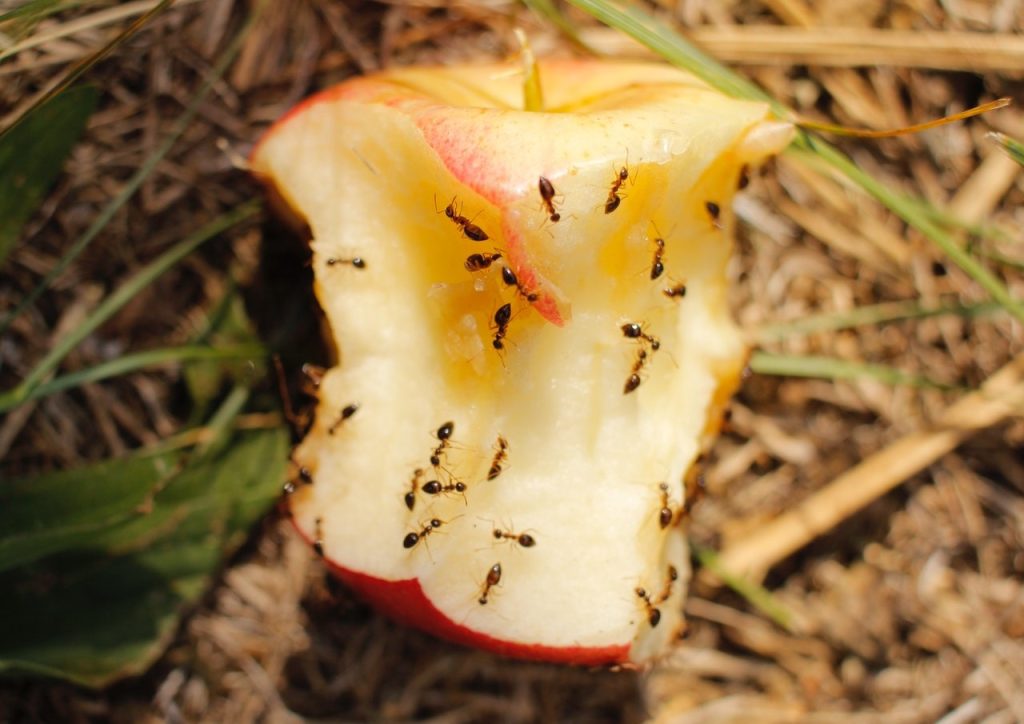 Practical Ways to Enjoy an Ant-Free Picnic | Breast Cancer Car Donations