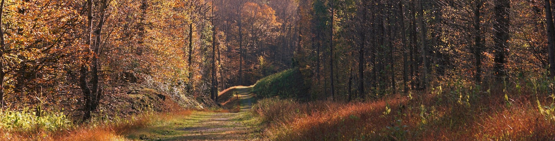 A trail into the woods in the fall | Breast Cancer Car Donations