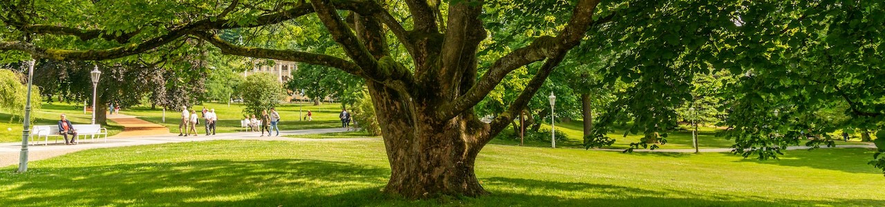 A tree in the park | Breast Cancer Car Donations