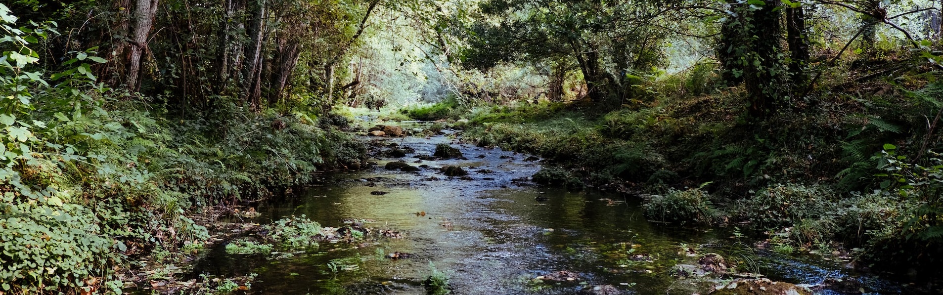 Creek in Germantown MD | Breast Cancer Car Donations