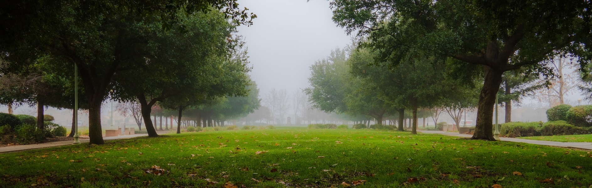 Foggy park in Elk Grove | Breast Cancer Car Donations
