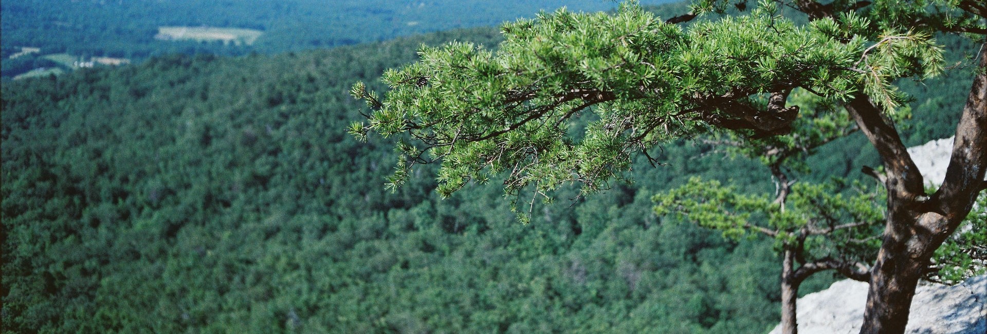 Green tree on gray rock formation | Breast Cancer Car Donations