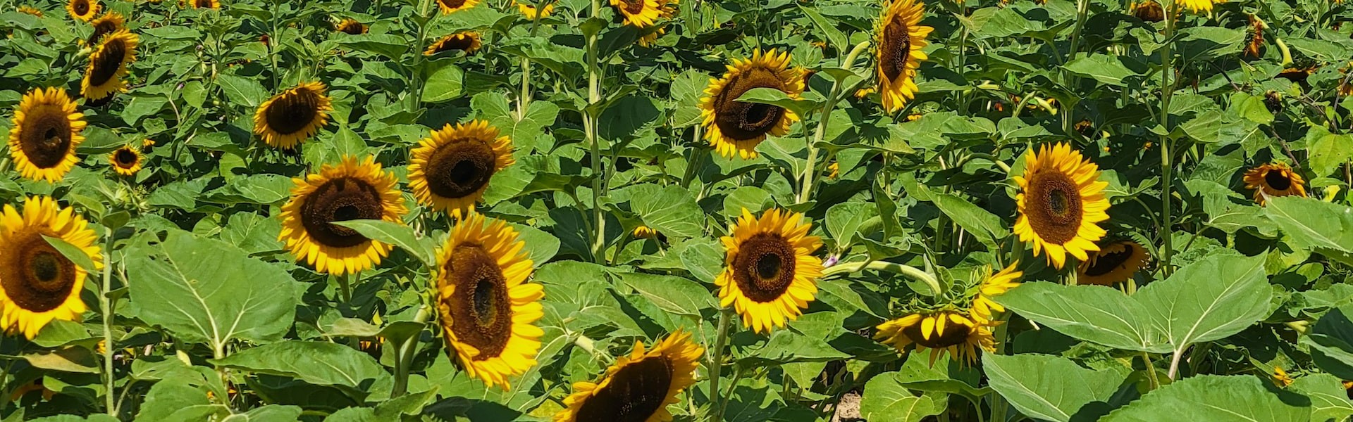Sunflower field in maryland | Breast Cancer Car Donations