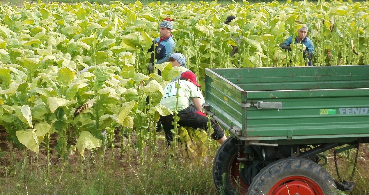 Tobacco Harvest | Breast Cancer Car Donations