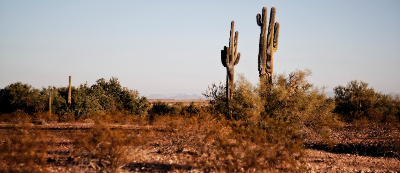 Two Green Cactus Plants | Breast Cancer Car Donations