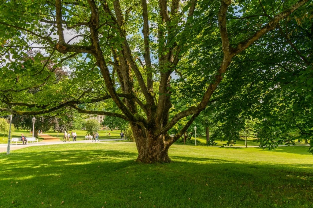 A large tree provides shade in a vibrant green park, with people enjoying a summer day