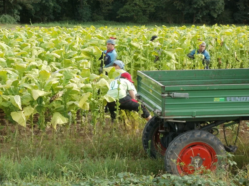 Tobacco, Harvest, August image